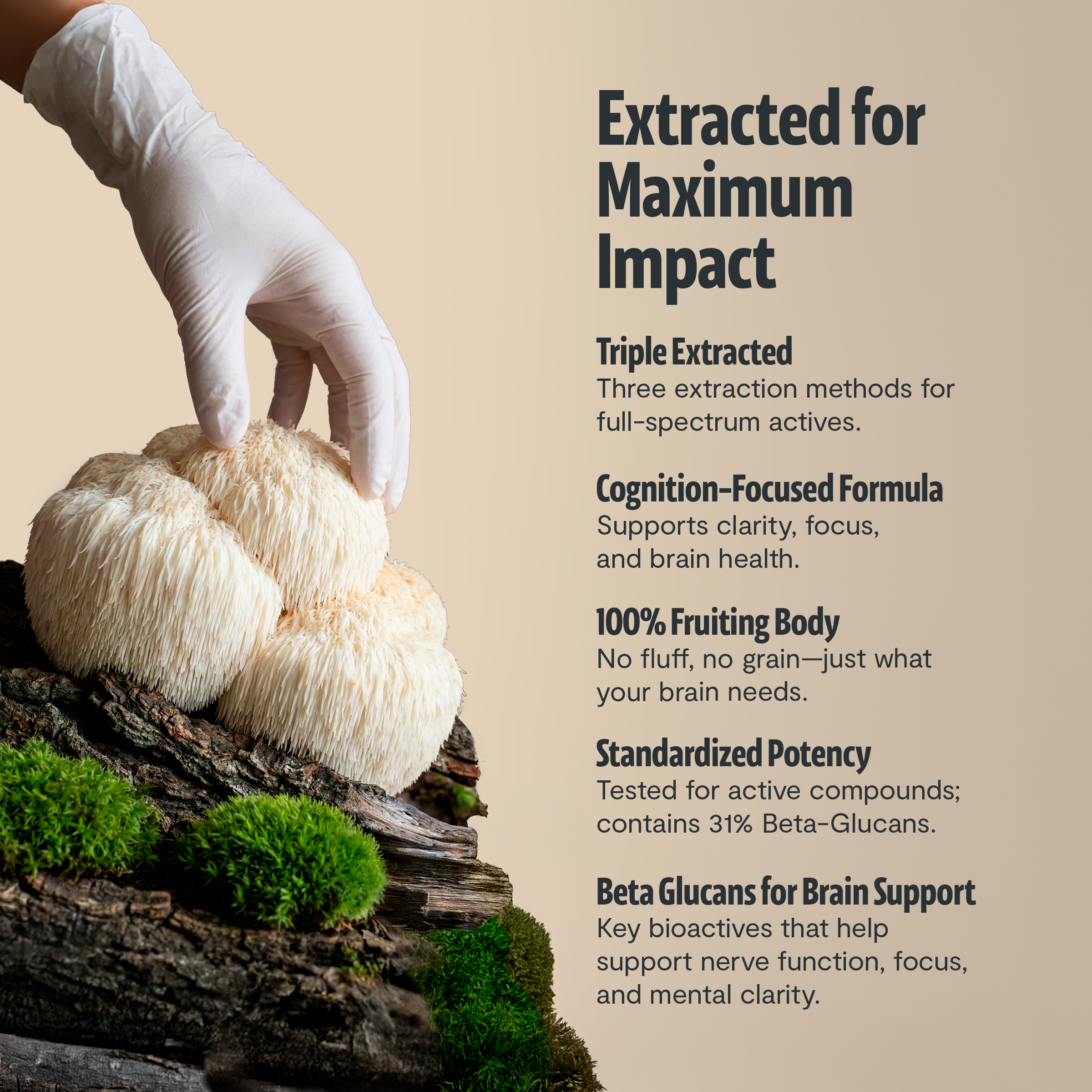 Gloved hand placing lion’s mane mushrooms on a log with extract information panel